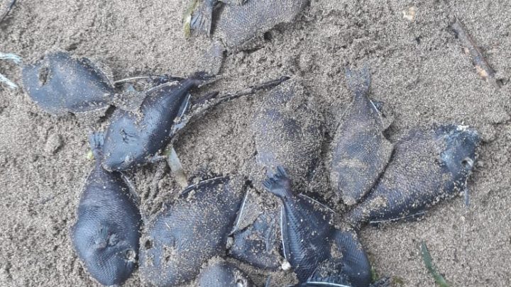 Ribuan Ikan Terdampar dan Membusuk di Tepian Pantai Letisel, Masyarakat Bingung