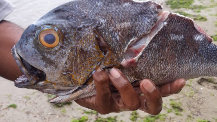 Ribuan Ikan Mati Bukanlah Fenomena Diduga Akibat Ledakan yang Sengaja Dibuat