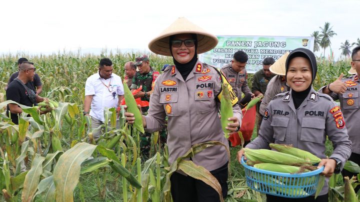 Kapolres Buru Panen Jagung di Desa Waitina