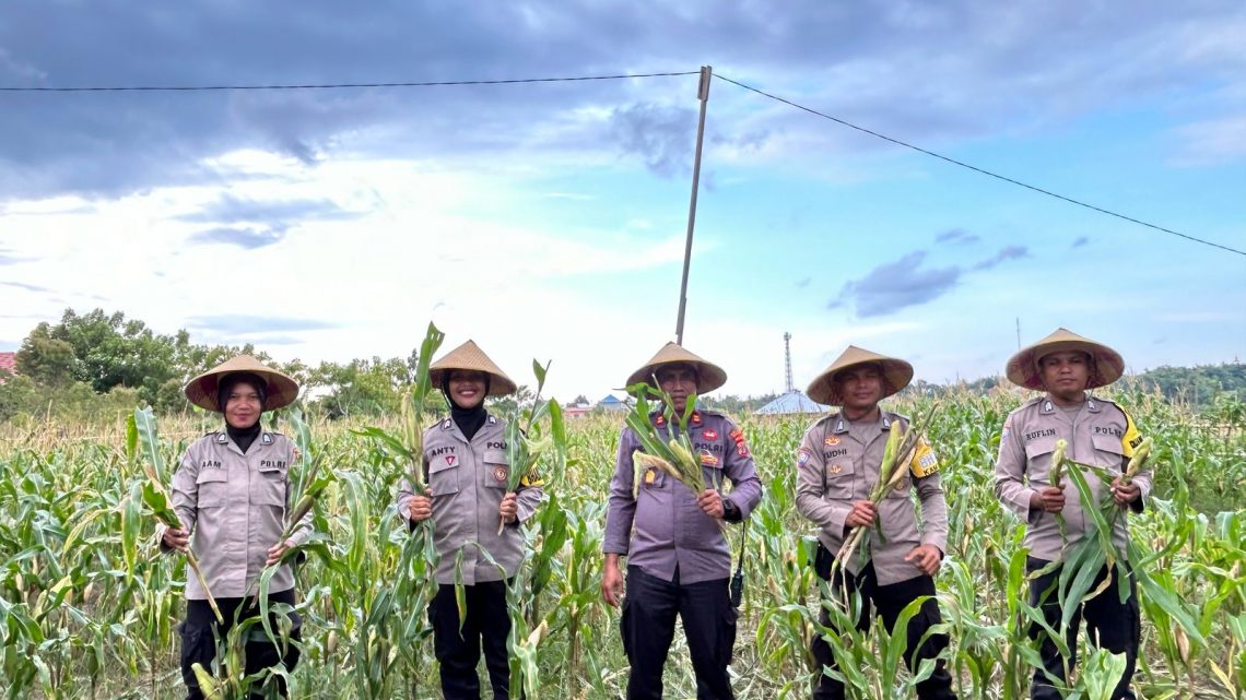 Dukung Program Ketahanan Pangan Presiden RI, Kapolsek Namlea dan Jajaran Panen Jagung 