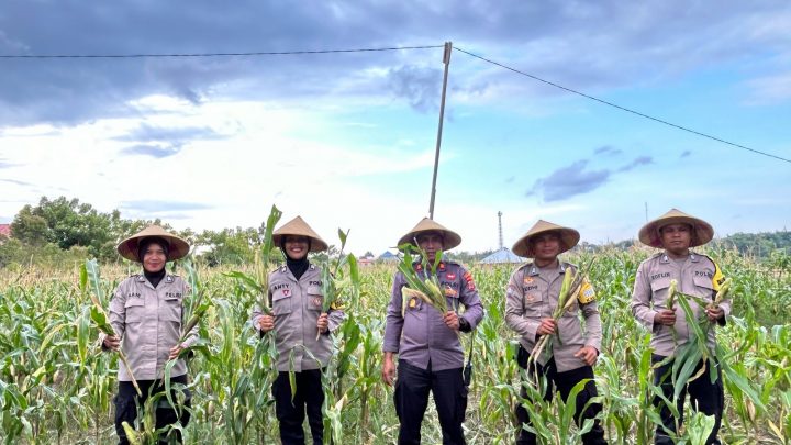 Dukung Program Ketahanan Pangan Presiden RI, Kapolsek Namlea dan Jajaran Panen Jagung 