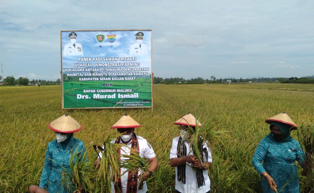 Gubernur Panen Perdana Padi Trisakti di Waimital dan Waihatu