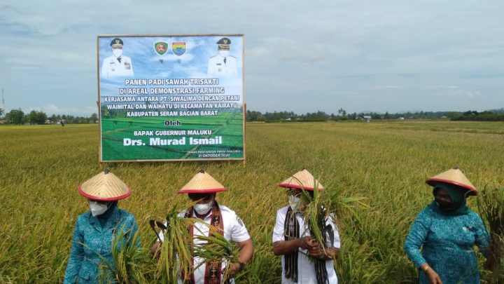 Gubernur Panen Perdana Padi Trisakti di Waimital dan Waihatu