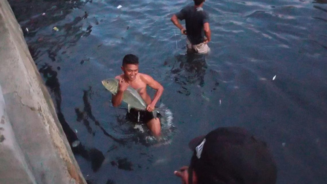 Analisa Fenomena Ikan Bubara Terperangkap di Sungai Batu Merah