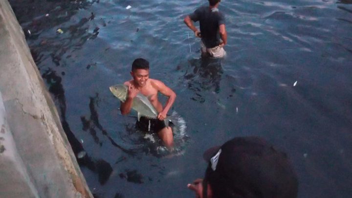Analisa Fenomena Ikan Bubara Terperangkap di Sungai Batu Merah