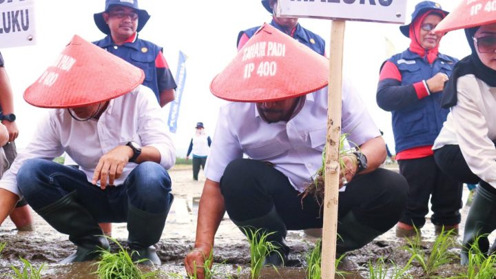 Tingkatan Produksi Padi, Gubernur Tanam Padi Perdana di Waegeren