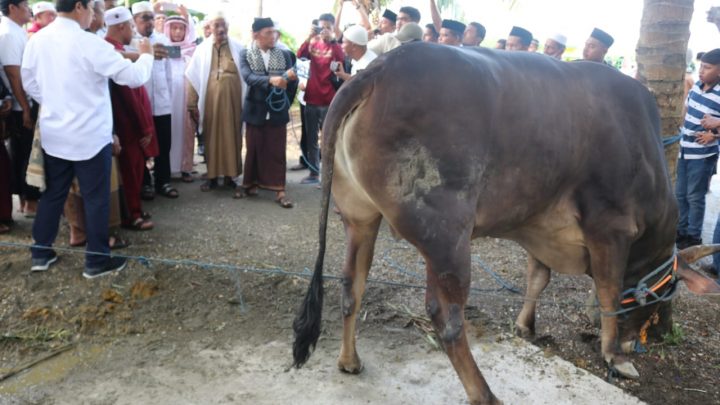 Gubernur Serahkan Sapi Kurban Kepada Masyarakat Petuanan Adat Leisela