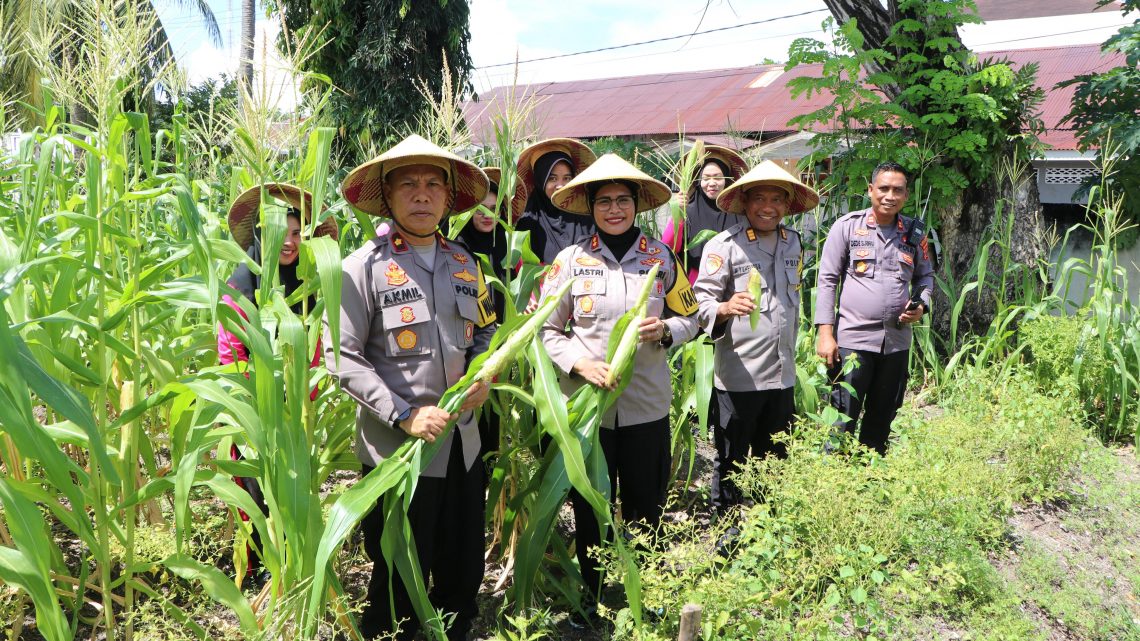 Dukung Program Ketahanan Pangan,Jajaran Polres Buru Gelar Panen Jagung