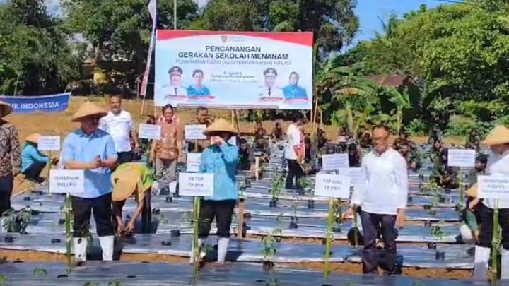 Gubernur Maluku Tanam Cabai Saat Kunjungan ke SMK Pertanian Pembangunan