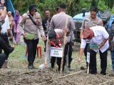Penanaman Jagung Kapolres Buru