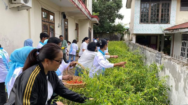 Tim Penggerak PKK (TP- PKK) Kota Ambon Gelar Panen Cabai