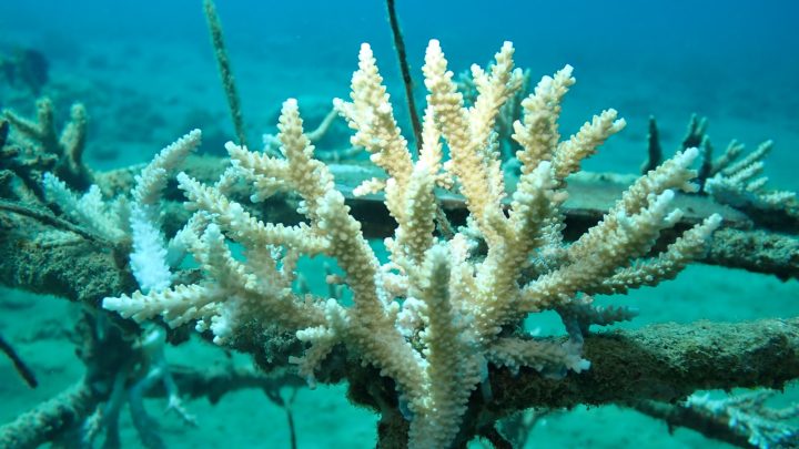 Gaungkan Harmoni Laut, Selamatkan Terumbu Karang