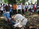 Wagub Maluku Gelar Penyembelihan Hewan Qurban, Jaga Tradisi dan Kebersamaan Umat