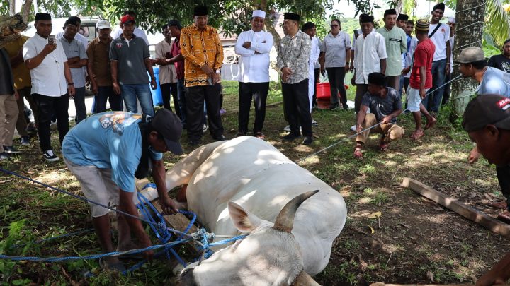 Wagub Maluku Gelar Penyembelihan Hewan Qurban, Jaga Tradisi dan Kebersamaan Umat